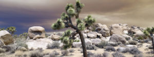 Joshua tree sustainability