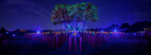 Root Cycle Cristopher Cichocki Building Beyond Together